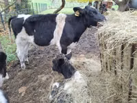 Bovinos (lote, sexo no especificado), Ganado vacuno — foto 7