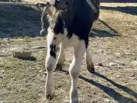 Cow, Holstein breed — photo 1