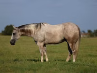 Hengst, Quarter Horse — Foto 1