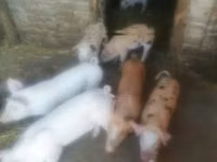 Sow, Pigs — photo 2