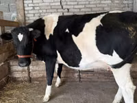 Kuh, Holstein-Rasse — Foto 2