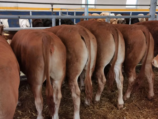 Ng'ombe dume, Ng'ombe wa Limousin