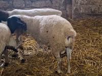 Dume la kondoo, Dorper sheep — picha 2
