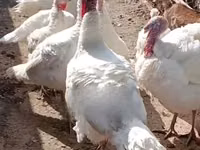 وايت هولاند — الصورة 1