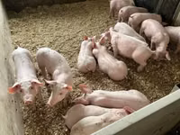 Schweine (Partie, Geschlecht nicht angegeben) — Foto 6