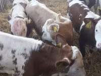 أبقار (دفعة، الجنس غير محدد), Simmental cattle — الصورة 5