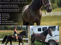 Farasi jike, Przewalski's horse — picha 1
