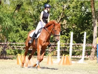 Caballo, Oldenburg horse — foto 1