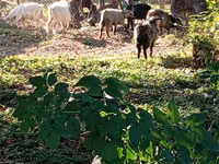 Billy Goat, Goats — photo 4