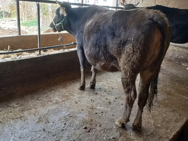 Ng'ombe jike, Swiss cattle