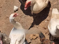 Ducks — फ़ोटो 2