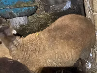 Dume la kondoo, Shirvan sheep — picha 5