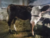 Ng'ombe jike, Swiss cattle — picha 2