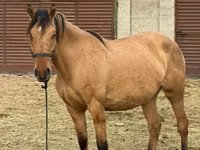 घोड़ी, Kyrgyz Horse — फ़ोटो 1