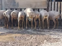 भेड़, Arashan sheep — फ़ोटो 5