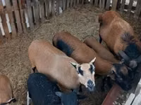 绵羊（批次，未指定性别）, Cameroon sheep — 照片 2