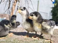 Australorp — picha 4