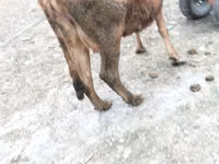 गाय, मवेशी — फ़ोटो 6