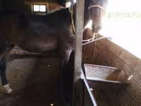Caballo, Caballos — foto 3