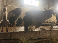 Kuh, Russian Black pied cattle — Foto 5