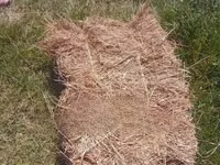 Boma Rhodes Hay for Sale — photo 3