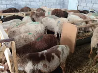 Kondoo jike, Beulah Speckled face sheep — picha 3