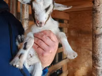 बकरी, Australian Miniature goats — फ़ोटो 1