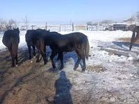 Caballo, Yakutian horse — foto 3
