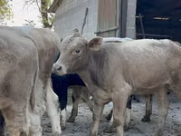 Bulle, Swiss cattle — Foto 1