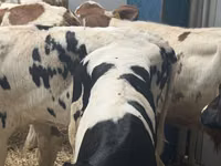 Ng'ombe (kikundi, jinsia haijatajwa), Simmental cattle — picha 4