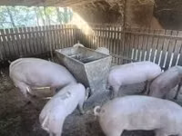 Säue, Schweine — Foto 2