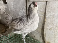 Ameraucana — photo 2