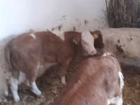 公牛, Limousin cow — 照片 7