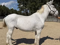 Caballo, Mule — foto 1
