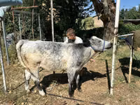 Toro, Ukrainian grey cattle — foto 4