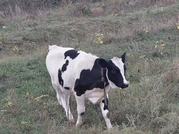 Ng'ombe jike, Banda la Holstein