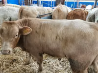 أبقار (دفعة، الجنس غير محدد), Charolais cattle — الصورة 1