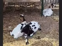 母山羊, Nigerian dwarf goats — 照片 2