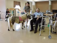 Stute, Miniature horse — Foto 2