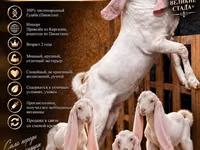 Mbuzi dume, Gulabi goats — picha 1