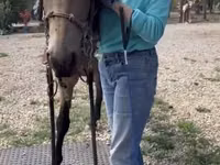 Farasi dume, Missouri foxtrotter — picha 7