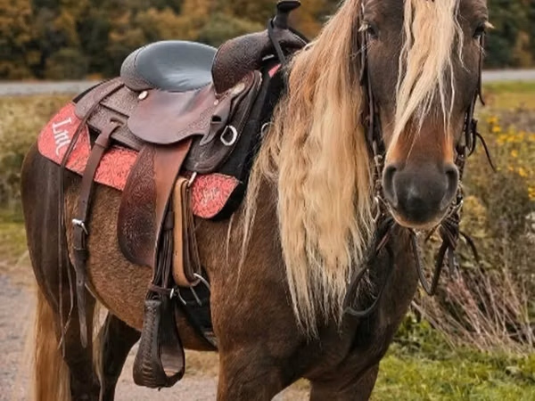 حصان, Friesian
