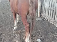 Caballo, Russian Heavy Draft — foto 3