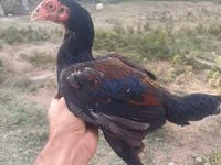 Chickens — picha 2