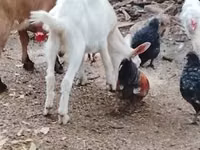Goat, Goats — photo 1