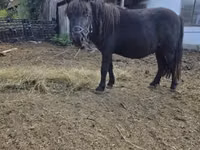 Horse (M), Horses — photo 3