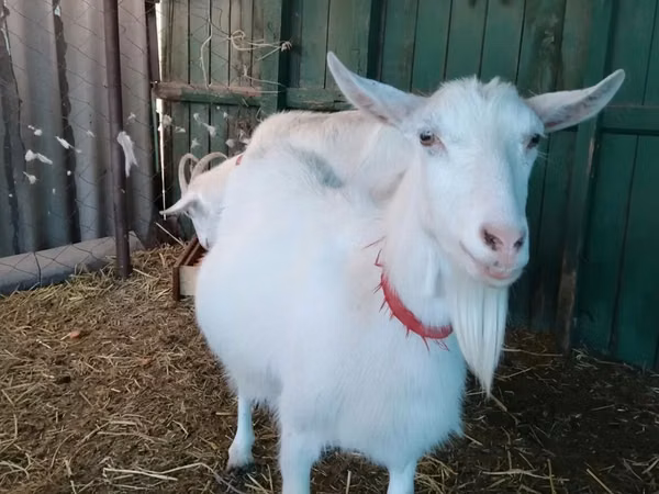 Mbuzi jike, Saanen goat