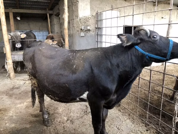 Ng'ombe jike, Russian Black pied cattle