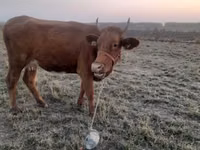 Cow, Cattle — photo 1