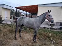 Caballo, Thoroughbred horse — foto 3